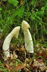 Gemeine Stinkmorchel (Phallus impudicus)